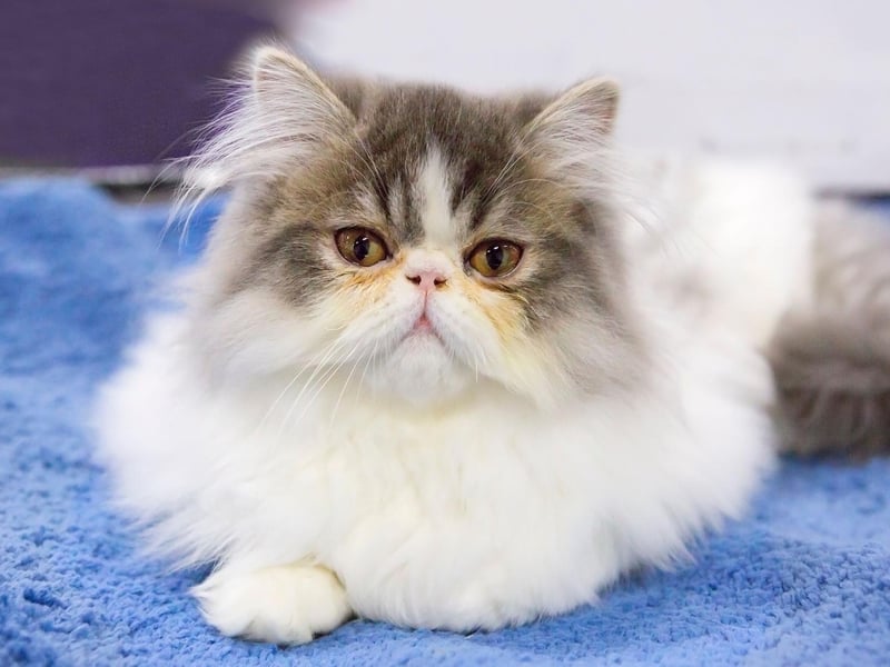 Fluffy, friendly and loving, the Persian cat breed is likely to get along with other cats in the home due to its laid-back attitude.