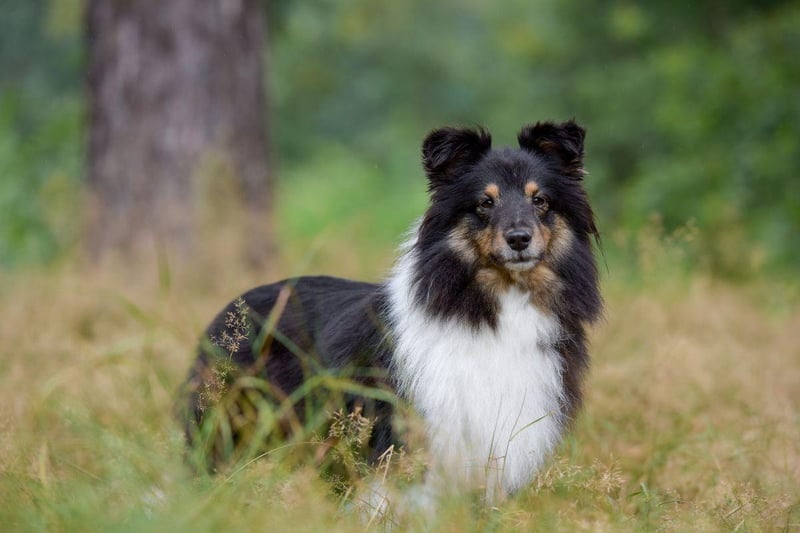 Commonly known as a Sheltie, the Shetland Sheepdog was originally known as a Shetland Collie, but was changed after a campaign by Rough Collie fans. It lools like a smaller version of that dog, with a similar mix of black, white and tan - although black is more commonly the dominant colour.