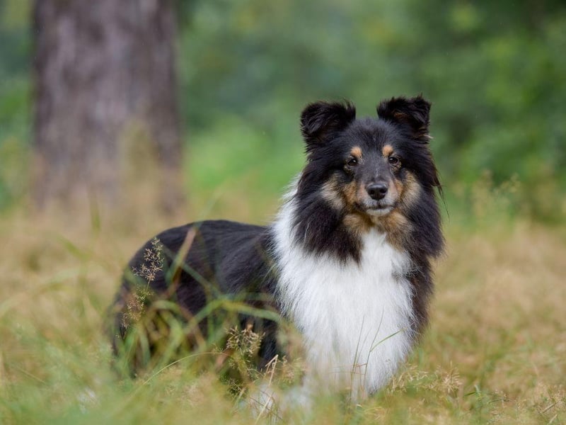 Commonly known as a Sheltie, the Shetland Sheepdog was originally known as a Shetland Collie, but was changed after a campaign by Rough Collie fans. It lools like a smaller version of that dog, with a similar mix of black, white and tan - although black is more commonly the dominant colour.