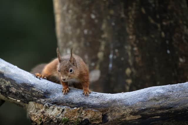 Red squirrels have been recorded in the woodland, among other protected species