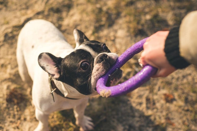 Cheeky and bold, the French Bulldog will not be ignored if it wants to play - which is most of the time. Be careful not to give them too much exercise though, as they are prone to breathing problems.
