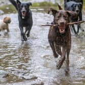 Active dogs are great for some owners - but others may be grateful for a pet pup that loves plenty of time curled up at home.