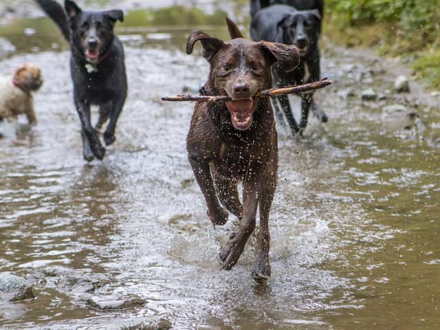 Active dogs are great for some owners - but others may be grateful for a pet pup that loves plenty of time curled up at home.