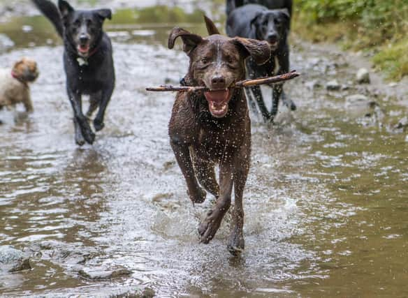 Active dogs are great for some owners - but others may be grateful for a pet pup that loves plenty of time curled up at home.