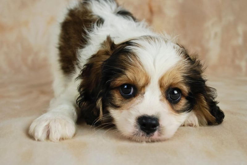 A cross between Cavalier King Charles Spaniel and a Bichon Frise, the Cavachon inherits the former's affectionate and loyal nature and the latter's diminutive size and low-shed coat.