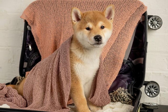 The Shiba Inu's ancestors are thought to have arrived in Japan with immigrant owners as long ago as 7000 BC. Archaologists have found remains of dogs that share Shiba traits in site inhabited by the Jomon-jin people, who lived from 14,500 BC to 300 AD.