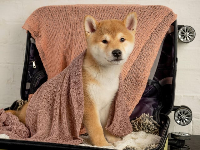 The Shiba Inu's ancestors are thought to have arrived in Japan with immigrant owners as long ago as 7000 BC. Archaologists have found remains of dogs that share Shiba traits in site inhabited by the Jomon-jin people, who lived from 14,500 BC to 300 AD.