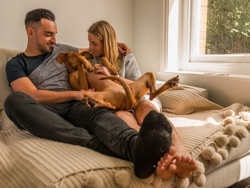 The Vizsla is the pooch that the term 'velcro dog' was invented for. Originally from Hungary, they will stick to their owner's side through thick and thin - from walking and swimming, to curling up on the couch for an evening nap