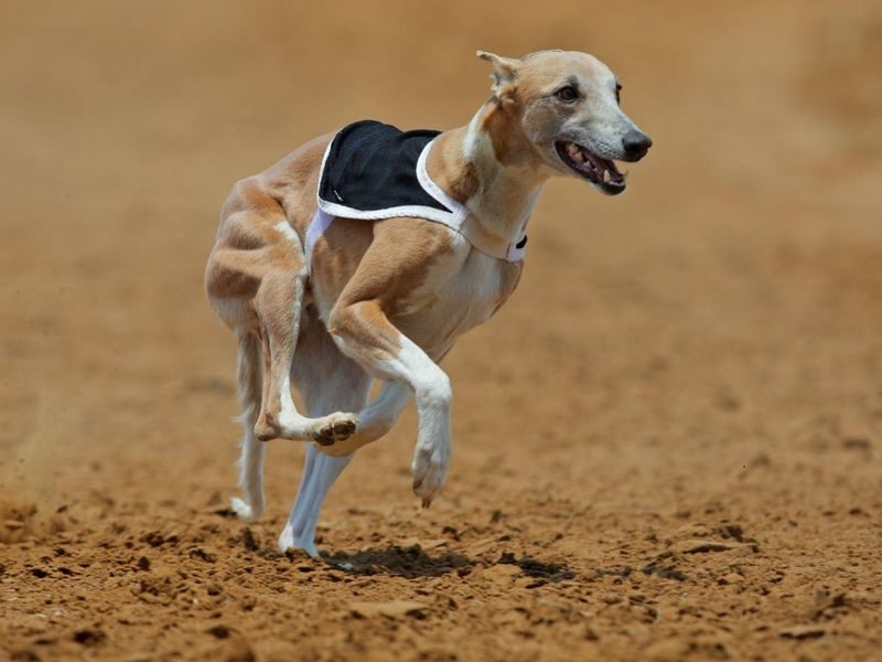 The Whippet, like their larger Greyhound cousins, are natural racers and can speed along at up to 34mph - perfect for when they were used to hunt rabbits.