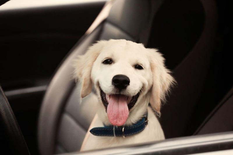 Labradors have such a sensitive sense of smell they can detect when a person's blood sugar levels are crashing so can give early warning of a diabetic episode. The first dog to do so was called Armstrong, and he was trained to smell the chemical changes that happen when hypoglycemia occurs in 2003.