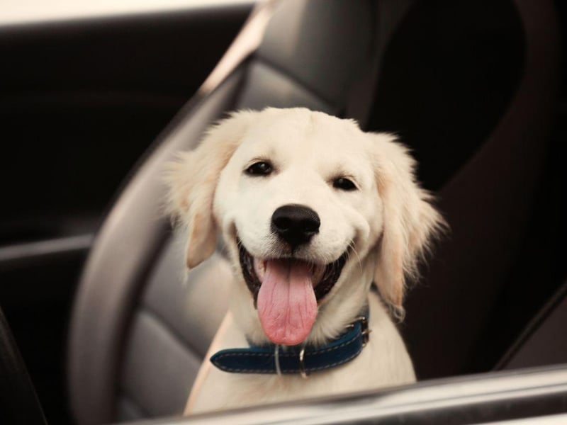 Labradors have such a sensitive sense of smell they can detect when a person's blood sugar levels are crashing so can give early warning of a diabetic episode. The first dog to do so was called Armstrong, and he was trained to smell the chemical changes that happen when hypoglycemia occurs in 2003.