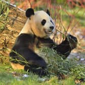 Giant panda Yang Guang at Edinburgh Zoo. Picture: RZSS/PA Wire