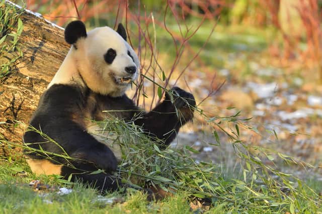 Giant panda Yang Guang at Edinburgh Zoo. Picture: RZSS/PA Wire