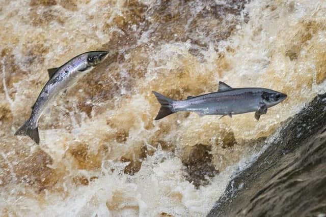 Atlantic salmon are recognised internationally as a species in crisis
