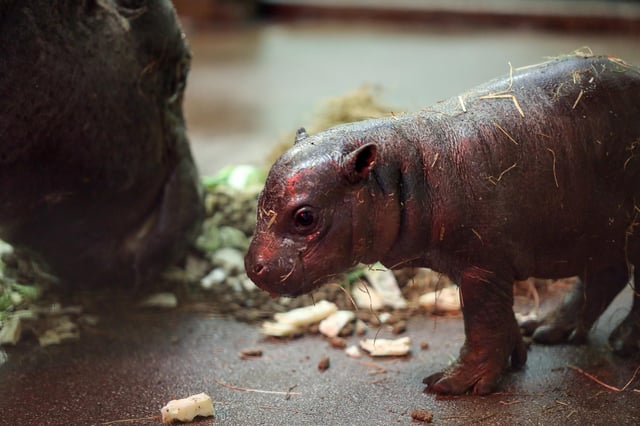 The pygmy hippo calf was born at Edinburgh Zoo on 17 April