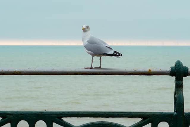 Some beaches have become notorious for marauding seagulls pinching food from people’s hands, but now experts believe they know why. Picture: Stuart Robinson/Sussex University