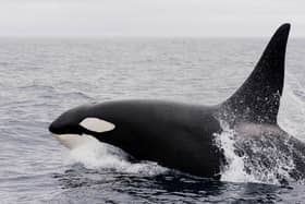 The killer whale, or orca, is a toothed whale belonging to the dolphin family, of which it is the largest member – it is the top ocean predator, hunting in packs and having no natural enemies