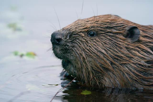 Plans to release beavers into Loch Beinn a Mheadhoin in Glen Affric have been delayed due to fears about their impact on the environment.