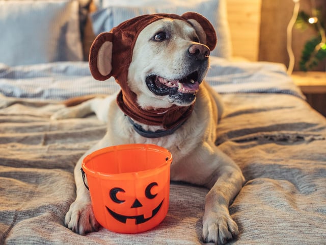 Another option for dogs comfortable wearing hats. Add a couple of ears and you have a lovable teddy bear.