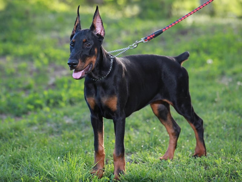 With 1,440 Kennel Club registrations in 2020, the Dobermann, or Doberman Pinscher, is the fourth most popular dog in the Working Group. Another dog of German descent, it is very protective of its human family.