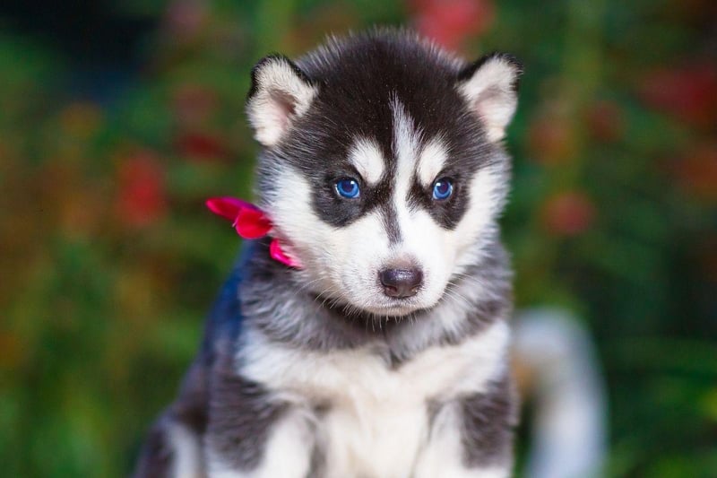 Bred to pull sledges over miles of Arctic tundra, the loyal Siberian Husky tends to cost around £1,500-£1,800.