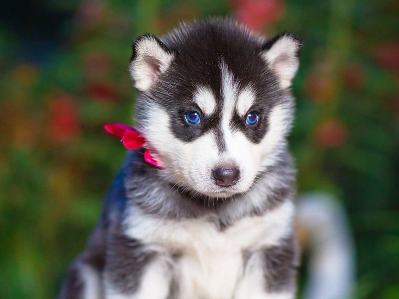 Bred to pull sledges over miles of Arctic tundra, the loyal Siberian Husky tends to cost around £1,500-£1,800.
