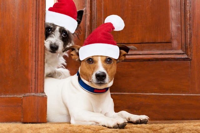 Keep your dog out of the way while wrapping your presents.  Not only will this stop them running away with your sellotape but will stop them eating wrapping paper, ribbon and tape, all of which can cause serious problems for your dog if swallowed, as can tinsel.