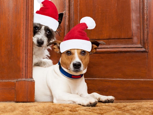 Keep your dog out of the way while wrapping your presents.  Not only will this stop them running away with your sellotape but will stop them eating wrapping paper, ribbon and tape, all of which can cause serious problems for your dog if swallowed, as can tinsel.