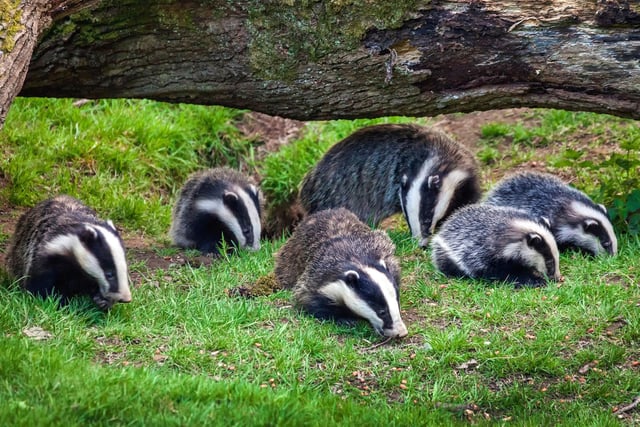 Another nocturnal animal that is easiest to see in October is the badger. These beautiful mammals need to gorge on anything they can get their claws on - from worms to acorns - to put on up to 50 per cent of their body weight in order to get through winter. This means they are out-and-about lots more in October - and are less wary of humans in their frantic search for food.