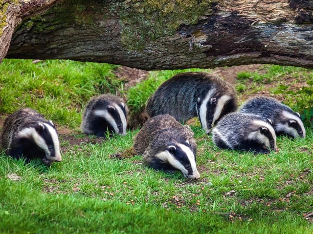 Another nocturnal animal that is easiest to see in October is the badger. These beautiful mammals need to gorge on anything they can get their claws on - from worms to acorns - to put on up to 50 per cent of their body weight in order to get through winter. This means they are out-and-about lots more in October - and are less wary of humans in their frantic search for food.