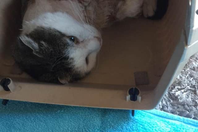 Tigger was shot in the paw and had to have his leg amputated.