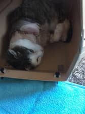 Tigger was shot in the paw and had to have his leg amputated.