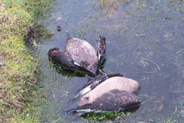 Thousands of birds, mostly gannets and great skuas, have died of avian influenza in Shetland in recent weeks
