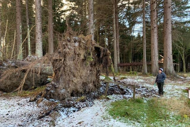 Up to 70 per cent of trees have been lost at some National Trust for Scotland properties, including specimens that were more than 100 years old