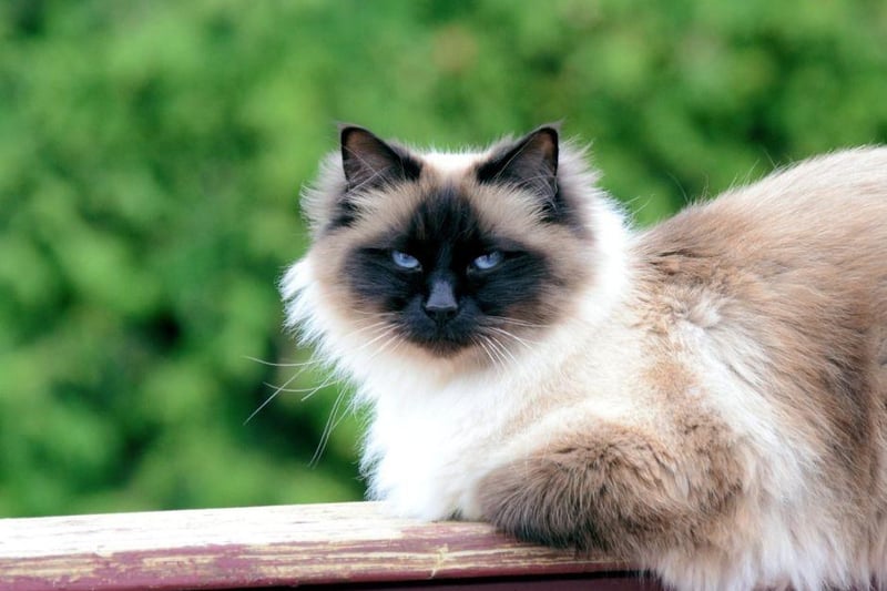 A Birman's coat does not matt and is very much one of the silkier coats a cat can have. They are very social and affectionate breeds.