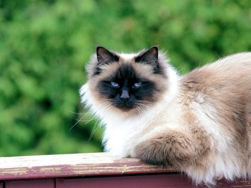 A Birman's coat does not matt and is very much one of the silkier coats a cat can have. They are very social and affectionate breeds.