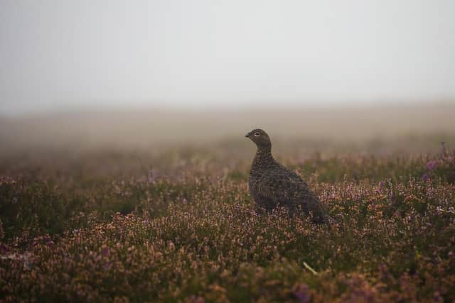 A Red Grouse stands in the heather in thick fog