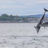 The east coast of Scotland is a hotspot for dolphin sightings