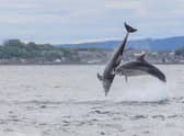 The east coast of Scotland is a hotspot for dolphin sightings