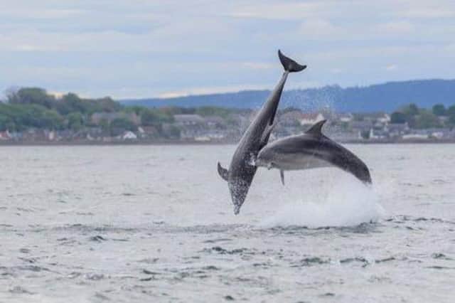 The east coast of Scotland is a hotspot for dolphin sightings