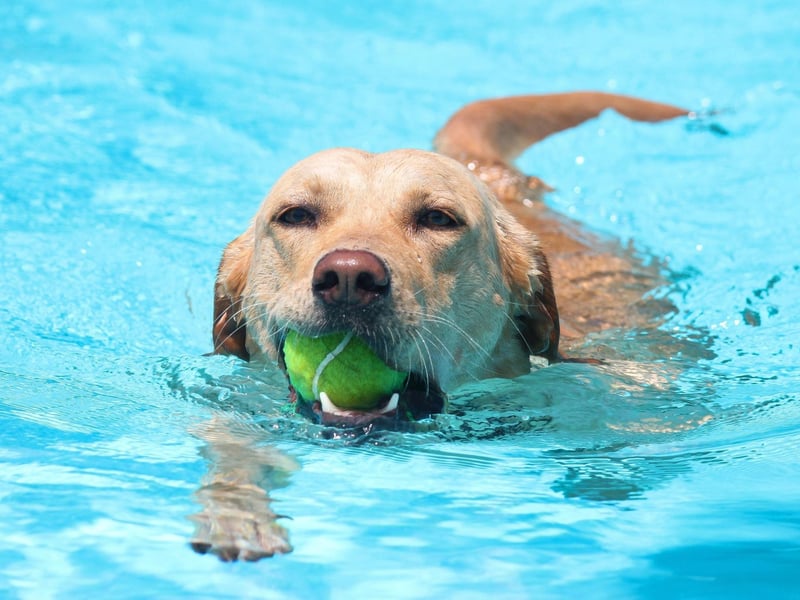 The UK's most popular dog breed, the Labrador Retriever was bred to collect shot wildfowl that often landed in the water, so being a good swimmer was crucial. Today Labs are happy to fetch sticks and balls from water for hours on end.