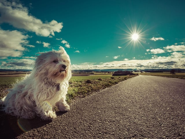 We all know the dangers of leaving a dog in a hot car, and ideally, we’d recommend you avoid doing it in the height of summer. However, if you must leave them for 15 minutes, make sure the car is kept cool by running the AC for a little while before you leave and opening the windows enough to allow some cooler air in. When travelling, it is also important to keep the car at a comfortable temperature for your pooch, so keep the AC running or lay a cool mat on the seat for your dog to lay on whilst you travel to your destination - of course, it goes without saying, this option should only be used if your dog is still able to be properly strapped in.