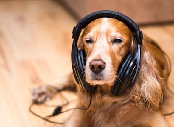 Many owners find that music relaxes their dog.
