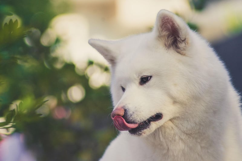 The Akita Inu is an unusual breed of dog in that they often like to even keep their distance from their owners. They are very independent, not keen on cuddles, and can react with genuine fear when a stranger approaches.