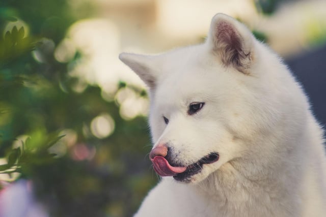 The Akita Inu is an unusual breed of dog in that they often like to even keep their distance from their owners. They are very independent, not keen on cuddles, and can react with genuine fear when a stranger approaches.