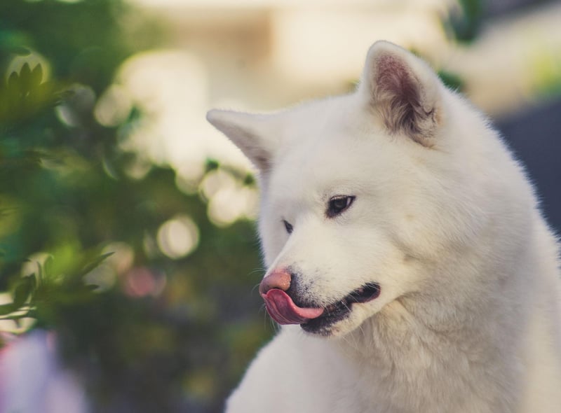 The Akita Inu is an unusual breed of dog in that they often like to even keep their distance from their owners. They are very independent, not keen on cuddles, and can react with genuine fear when a stranger approaches.