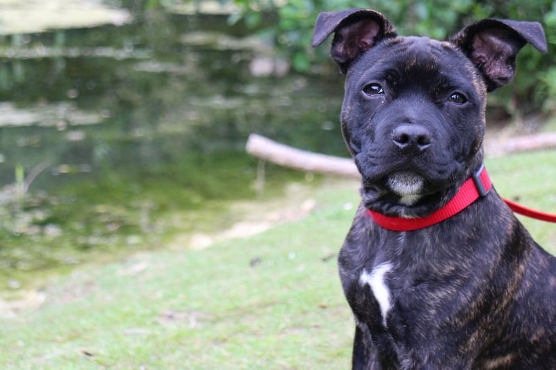 Another hugely popular choice in the UK, the Staffordshire Bull Terriers were originally bred to fight and make brave, compact muscular and tenacious guard dogs. They are also incredibly loyal and loving.