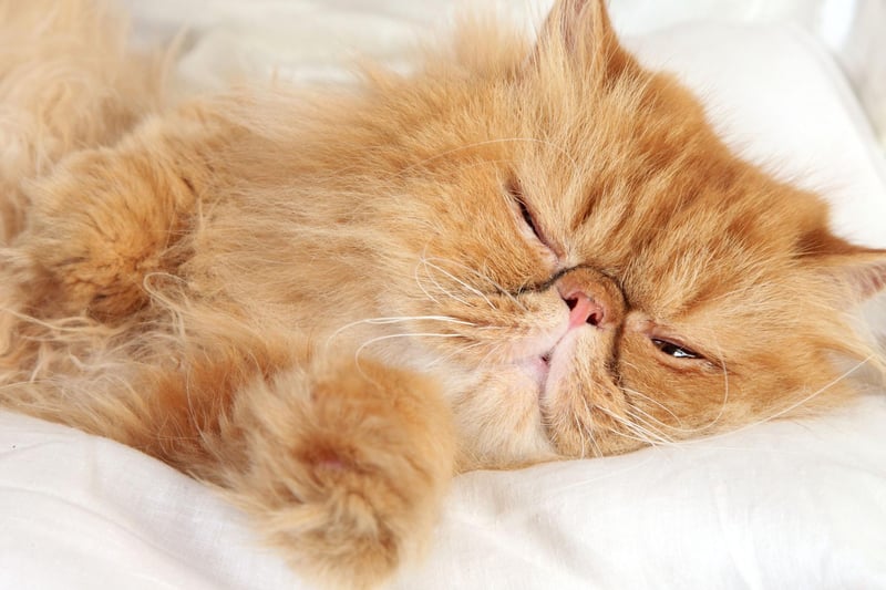 The stunning and popular Persian cat breed can develop issues with breathing due to their short noses and flat faces.