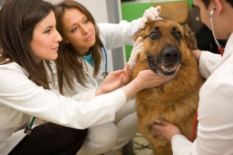 Obtaining a German Shepherd from a good breeder should hopefully minimise the risk of getting a dog with hip dysplasia - a painful condition that affects puppies that can be prevented through careful screeninig. German Shepherds are also more likely to develop cataracts, cardiomyopathy, and skin allergies than most other breeds.