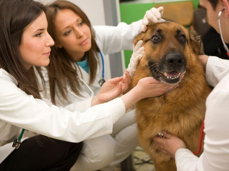 Obtaining a German Shepherd from a good breeder should hopefully minimise the risk of getting a dog with hip dysplasia - a painful condition that affects puppies that can be prevented through careful screeninig. German Shepherds are also more likely to develop cataracts, cardiomyopathy, and skin allergies than most other breeds.